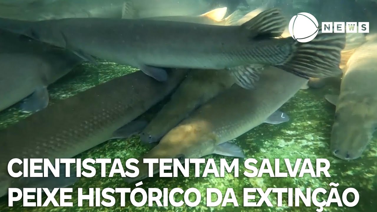 Cientistas tentam salvar peixe cubano de 150 milhões de anos da extinção