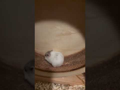 #hamsterbaby #pets #cuteshorts #animalshorts #animallovers