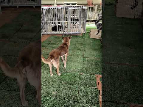 （一）老蘇愛心天使團救助安養的雲林老浪犬 咖啡老奶奶 剛來老蘇時有點驚慌失措，經過一天的修養，已經開始願意吃烤雞肉，並走出床位到外面散步，慢慢適應的相當好