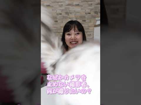 お仕事中飼い主にチューする猫！動画収録のNG場面