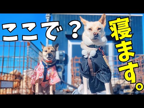 寝る犬が可愛いすぎた