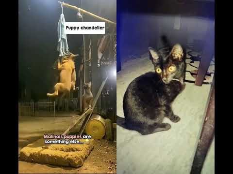 dog vs cat 😺😺😺😺🐈😺😺😺😺
