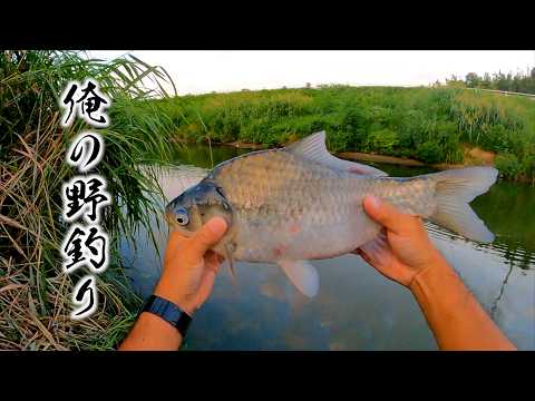 ようこそ！ヘラブナ釣り天国・千葉県へ