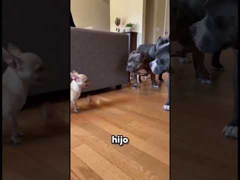 NUNCA LE QUITES SU POLLO #parody