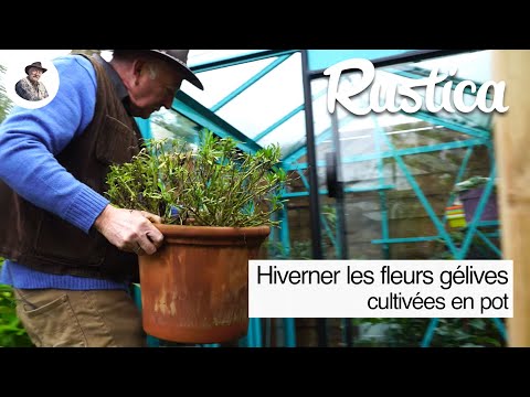 Protéger l'ostéospermum et le pétunia en hiver