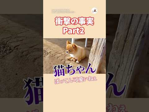 猫の動画サムネイル - 【衝撃の事実Part2】まさかの猫ちゃん😂 YouTube@すけさんかくさんファミリー  ​｜PECO
