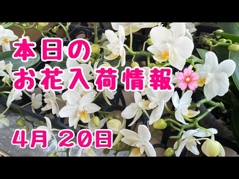 本日のお花入荷情報🌸