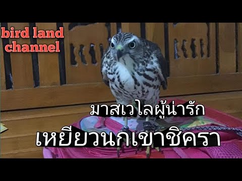 มาสเวโลเหยี่ยวชิคราก่อนปล่อยป่ มาสเวโลเหยี่ยวชิคราก่อนปล่อยป่