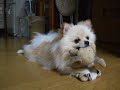 きしめるポメラニアン Pomeranian