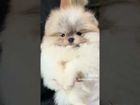 She is so cute🥺🌸 #cutebaby #pomeranian #pets #doglovers #cutedog #dog #shorts