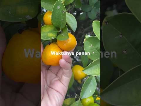 Buah jeruk. #fruit #jerukmanis