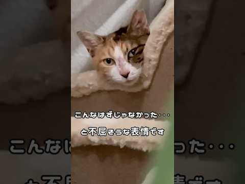 元野良猫さん、華麗なステップを披露した結果…