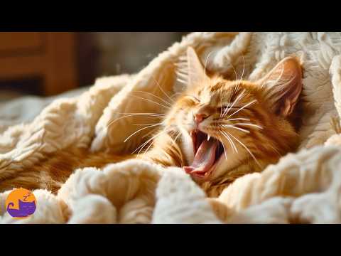 Leave This On for Your Cat While You're Away 🏡
