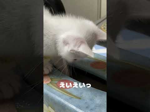 赤ちゃん猫の頃からイタズラが好き過ぎた結果…