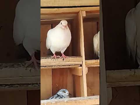 #pigeon #afterlife #kabootar #pigeon house #kabutar #keyboard #pigeon lover🦅🕊️🕊️‼️🕊️🦅🤯🕊️🕊️ #birds