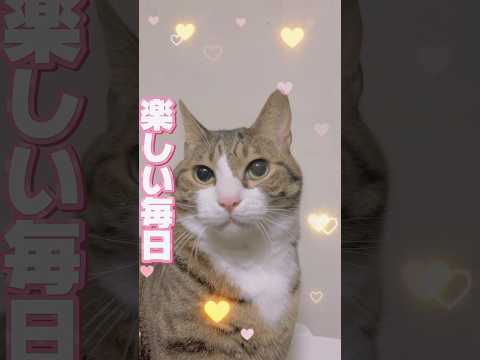 猫の動画サムネイル - 振り返ると楽しかった…これからも楽しもう#cats #shorts #球太