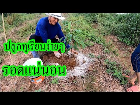 วิธีการปลูกทุเรียน-แบบง่ายรอดแ วิธีการปลูกทุเรียน-แบบง่ายรอดแ