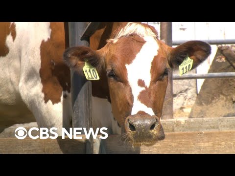 More bird flu tests for dairy cows after grocery store milk findings