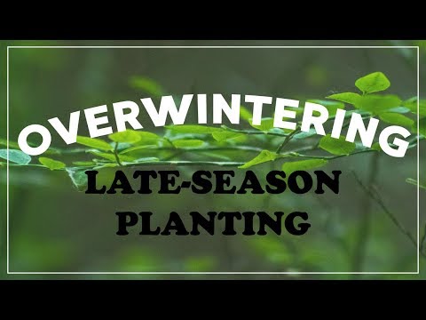 Late-Season Planting for Pollinators
