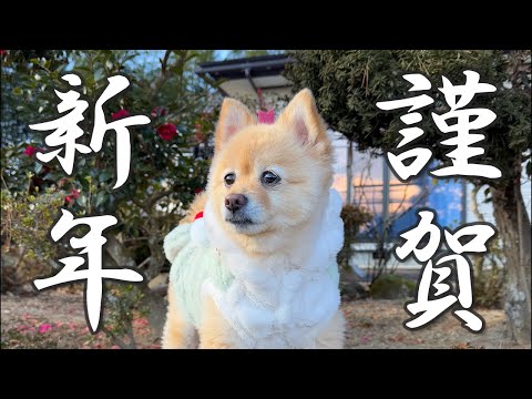 【謹賀新年】福島の実家に帰省した愛犬のお正月休みに密着！