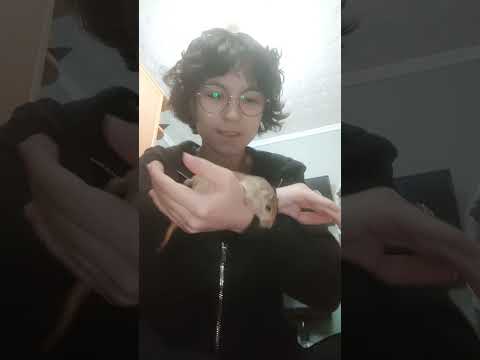 #gerbils #jerboa #jerbo #mascotas #pets #rodents #roedor #roedores #mimascota