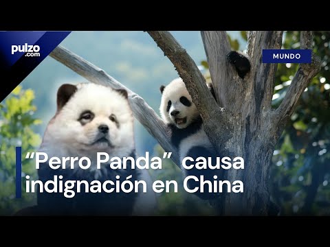 Indignación en China por zoológico que pintó perros para que parecieran osos panda | Pulzo