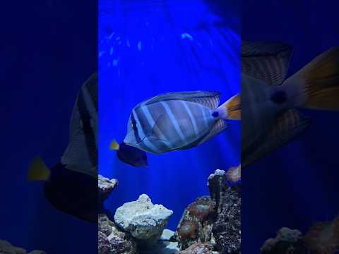 Океанаріум релакс 🐟 #oceanarium #fish #relax