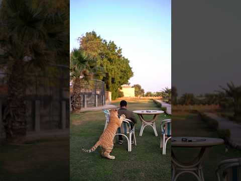 Little Tiger Wants to Attacks On My Friend | Nouman Hassan