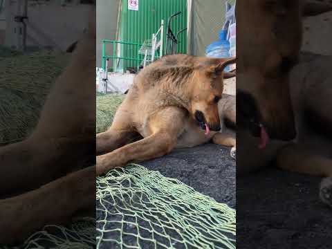 #собакачуча #dog #собака