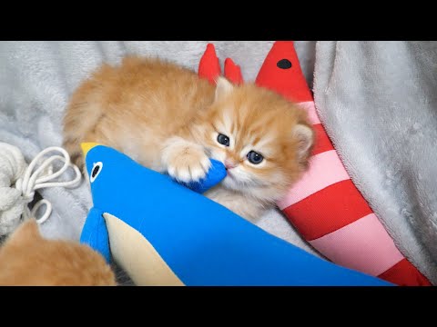 The brothers seem eager to play with the stuffed animal, but the kitten refuses to give it up...