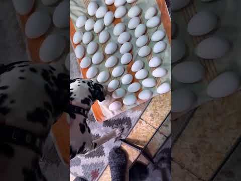 Сезон Инкубации открыт 🐣 через 30 дней ждем гусят 🐣🐣🐣🐣