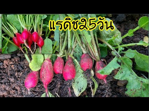 แรดิชเมืองไทย-อากาศร้อนก็ปลูกไ แรดิชเมืองไทย-อากาศร้อนก็ปลูกไ