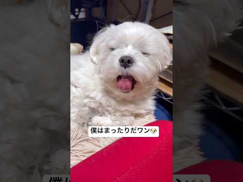 リモートワーク中のママの横でまったり過ごす生後2歳4ヶ月のマルチーズ #shorts #マルチーズ #眠い犬
