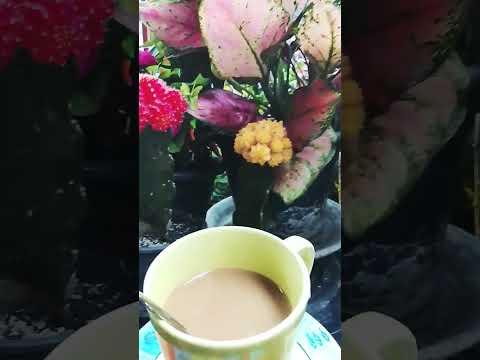 #ทานกาแฟกันค่ะฝนตกปรอยๆอากาศดีมากค่ะ🪴💖💕