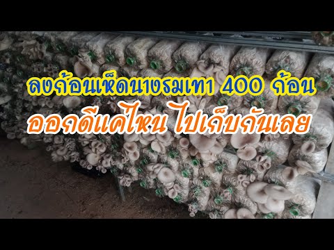 เพาะเห็ดนางรมเทา-ลงใหม่อีก-400 เพาะเห็ดนางรมเทา-ลงใหม่อีก-400