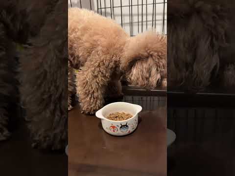 Dog runs!🐶Part35 #shorts