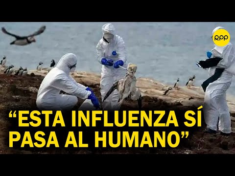 Infectólogo Leslie Soto: Esta influenza aviar sí pasa al humano