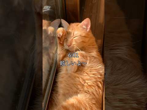 世界一可愛いと言われた猫の1日 #cat #ネコ #自称世界一