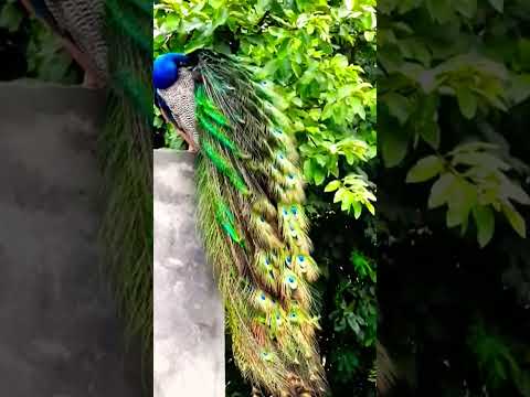 Beautiful peacock 🦚 adjusting | showing | displaying its feathers #shortvideo #trending #morkivideo