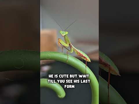 “They don’t bark. They don’t meow.They strike, stalk, and stun.Meet Frida, Fred & Freya — #MantisTV