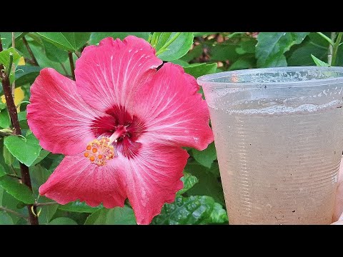 Cualcuier planta florece Con Solo un poquito abajo  hibiscus tulipán mexicano