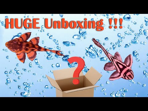 Unboxing 