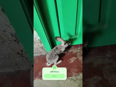 #bhojpuri #rabbit #love #haryanvisong