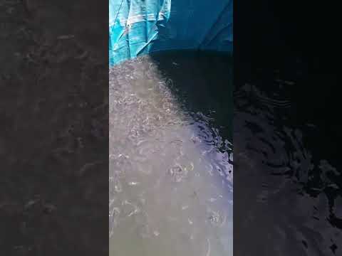 Bibit ikan lele ukuran 6-7 #bisnislele #tutorialbudidayaikanlele #kolamikan #budidayaikanlele #ikan