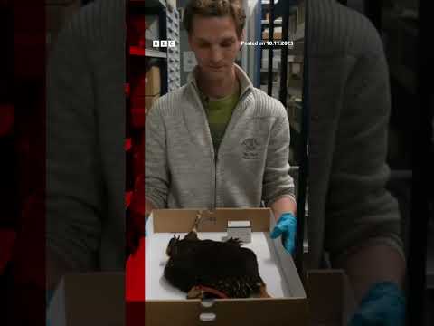 Scientists filmed the 'lost echidna', which was feared to be extinct. #Shorts #Echidna #BBCNews