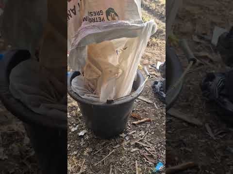 The process of nourishing the planting area -Agriculture farming #shorts