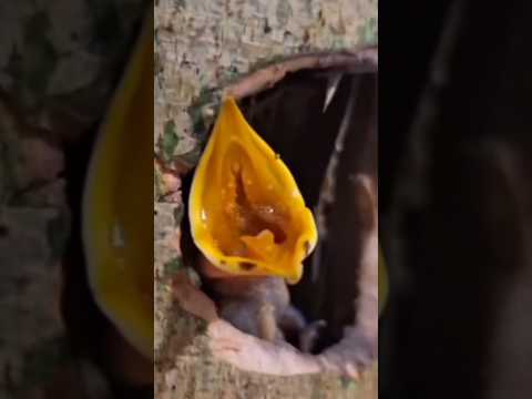 baby birds really enjoy eating cherries