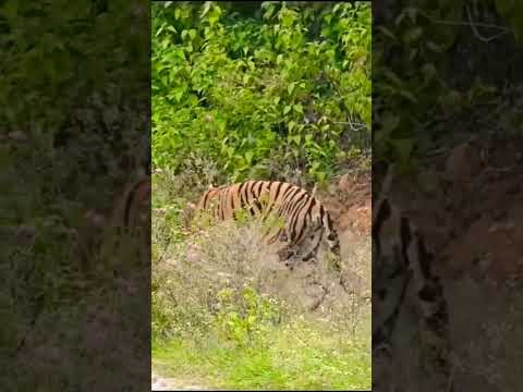 #wildlife #nature#tiger live#mayar#animals #youtubeshorts