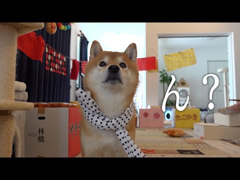 柴犬が主役のお祭りが一転!猫が消えて大慌てに。。