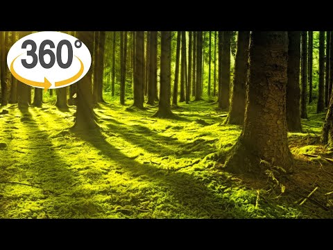 Living Forest VR 360